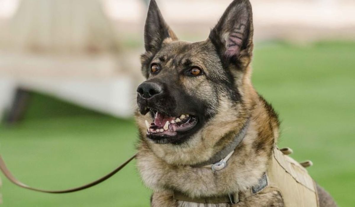 German Shepherd Canines in the Military