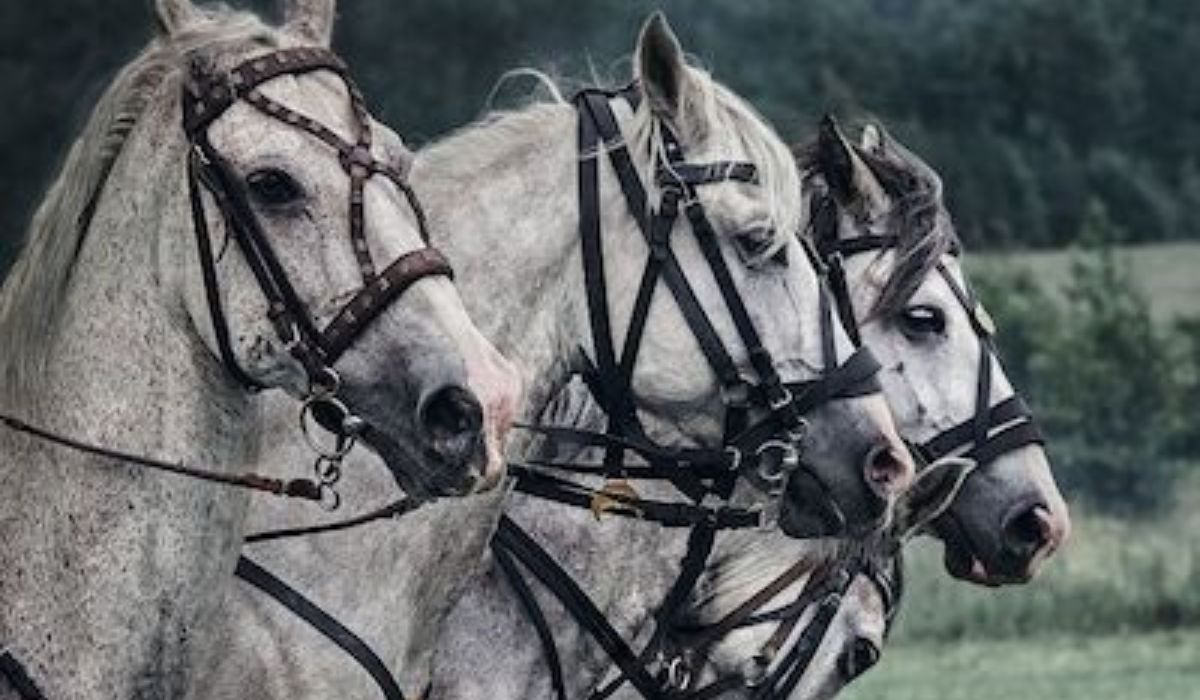 Top 10 Medieval War Horse Breeds