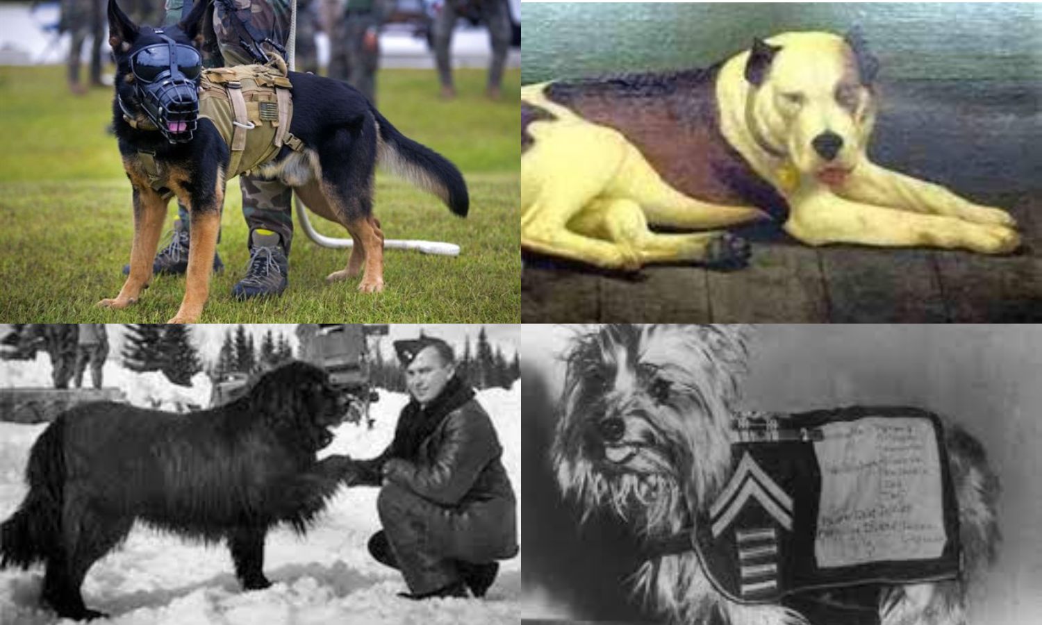 famous military dogs